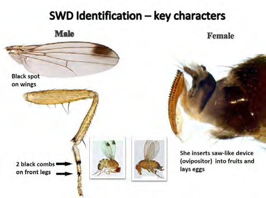SWD Identification